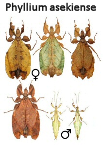 Phyllum